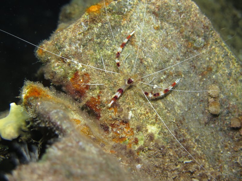 095 Banded Coral Shrimp IMG_5474.jpg